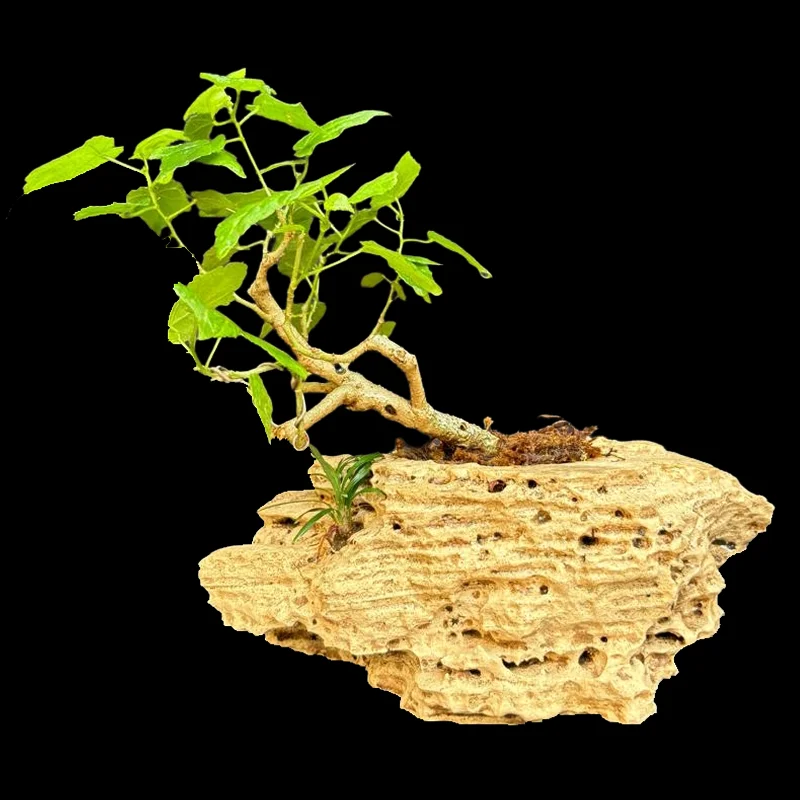 MALVAVISCUS ARBOREUS